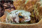 Den Laman - Balloonfish