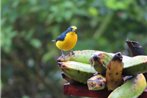 La Ceiba Tree Lodge