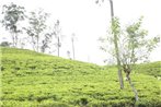 Ella Tea Land View