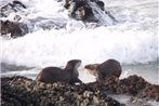 Kamma-Otter