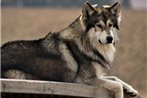 HuskyRomi Rescue and Wolf Sanctuary