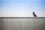 Cat on a hot tin roof